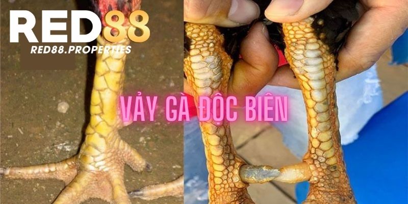 Khái quát thông tin về vảy gà độc biên