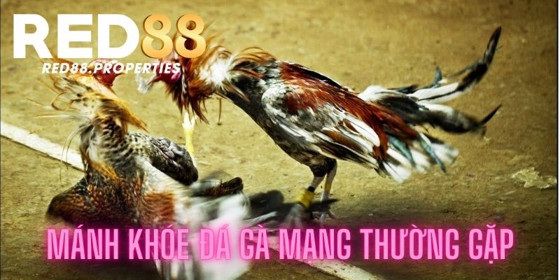 Các mánh khóe đá gà thường gặp nhất hiện nay