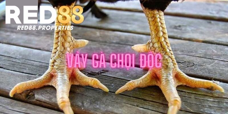 Review đôi nét cơ bản về vảy gà chọi độc