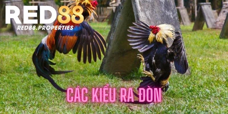 Các kiểu ra đòn của chiến kê sở hữu vảy gà đòn cáo