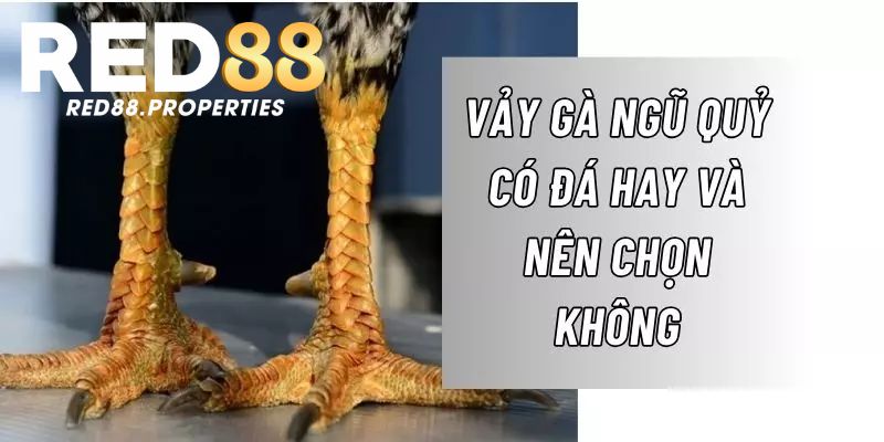 Tỷ lệ chiến thắng của chiến kê có vảy ngũ quỷ