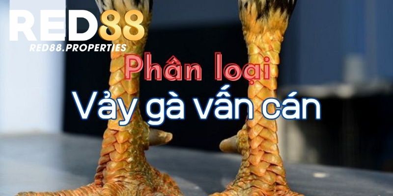 Đặc điểm nhận biết của vảy vấn cán